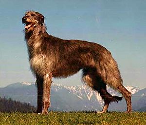 Deerhound Fernhill's Kendra.jpg