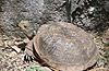 Desert-box-turtle.jpg