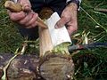 Detaching inner bark of pine