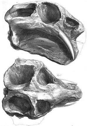 Dicynodon lacerticeps