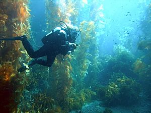 Diver in kelp forest