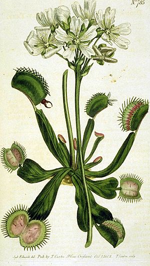 Drawing of Venus Flytrap