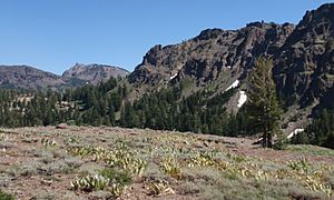 Ebbetts Pass 04 (4894171880)