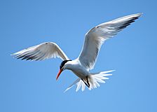 Elegant Tern Bolsa Chica.jpg