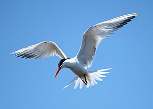 Elegant Tern Bolsa Chica.jpg