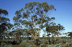 Eucalyptus clelandiorum.jpg