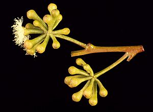 Eucalyptus consideniana buds