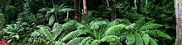 Ferns near cann river panorama.jpg