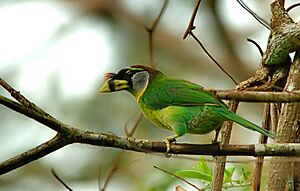 Fire tufted barbet