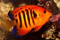 Flame angelfish (Centropyge loricula).jpg