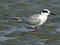 Forster's Tern (Sterna forsteri) RWD2