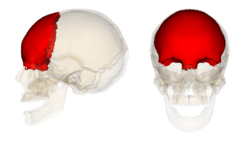 Frontal bone.png