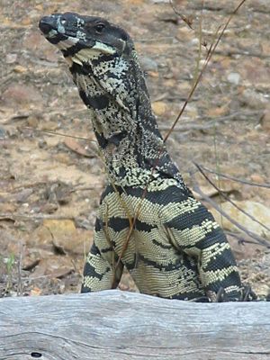 Goanna Varianus varius.jpg