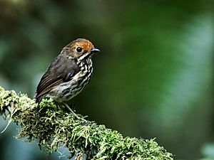 Grallaricula ochraceifrons - Ochre-fronted Antpitta.jpg