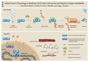 HIF Nobel Prize Physiology Medicine 2019 Hegasy ENG