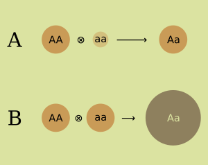 Heterosis