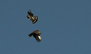 Hook-billed Kites (6057667513).jpg