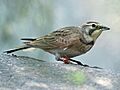 Horned Lark RWD