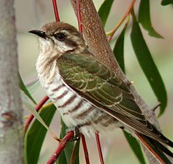 Horsfield's Bronze-Cuckoo Capertee