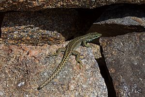 Iberolacerta cyreni Gredos