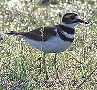 Killdeer59