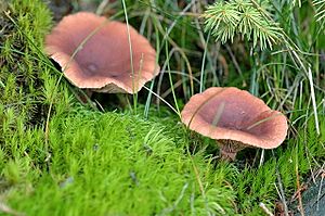 Lactarius camphoratus - Lindsey.jpg