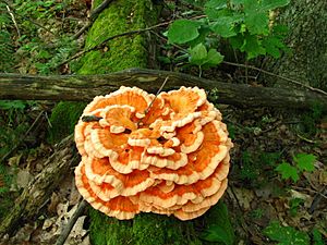 Laetiporus cincinnatus 14060