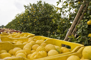 Limone di Siracusa IGP 8