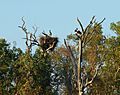 Magpie Goose on nest