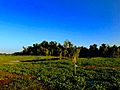 Mandalay-National-Wildlife-Refuge-2