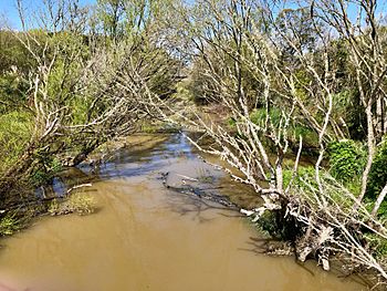 Mangatawhiri River.jpg