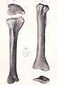 Megalosaurus tibia