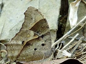 Melanitis leda dry season form at Kadavoor.jpg