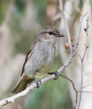 Melanodryas vittata Bruny