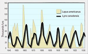 Milliers fourrures vendues en environ 90 ans odum 1953 en