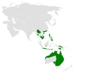 Mirafra javanica distribution map.png