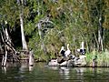 Myall Lakes National Park Birds