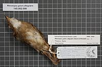Naturalis Biodiversity Center - RMNH.AVES.99858 1 - Rhinomyias gularis albigularis Bourns and Worcester, 1894 - Muscicapidae - bird skin specimen