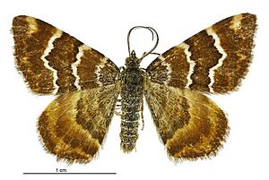 Notoreas niphocrena male.jpg