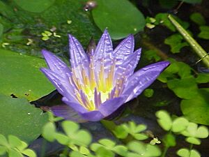 Nymphaea nouchallii0