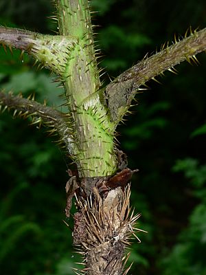 Oplopanax horridus 15099