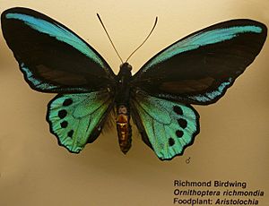 Ornithoptera richmondia