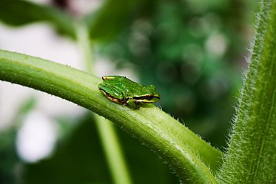 Pacifictreefrog2kjfmartin