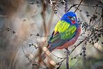 Painted Bunting (Passerina ciris) (24160640865)