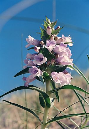 Penstemon haydenni.jpg