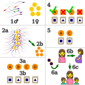 Preimplantation genetic diagnosis