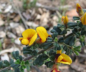 Pultenaea scabra BR