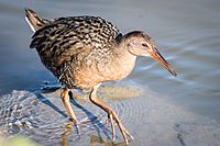 Ridgway's Rail (24515510911)