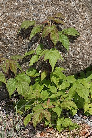 Rubus strigosus 8782.JPG