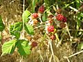 Rubus ursinus ssp. macropetalus